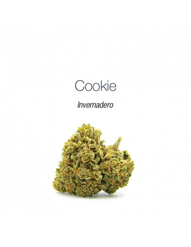 Cookie - cogollo CBD