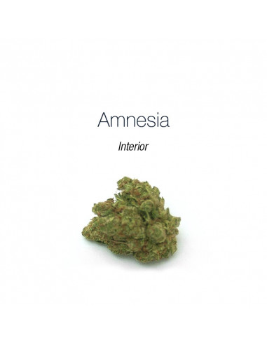 Amnesia - interior
