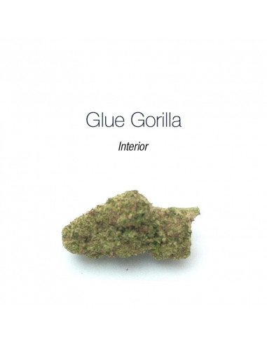 Glue Gorilla - interior