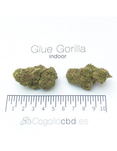 Glue Gorilla - interior