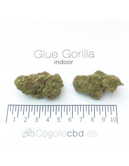 Glue Gorilla - interior