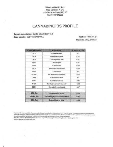 Glue Gorilla - interior