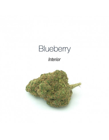 Blueberry - interior