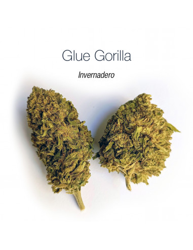 Glue Gorilla - cogollo CBD