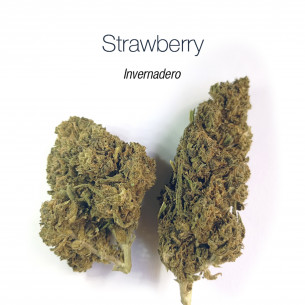 STRAWBERRY 9.27% CBD - Invernadero