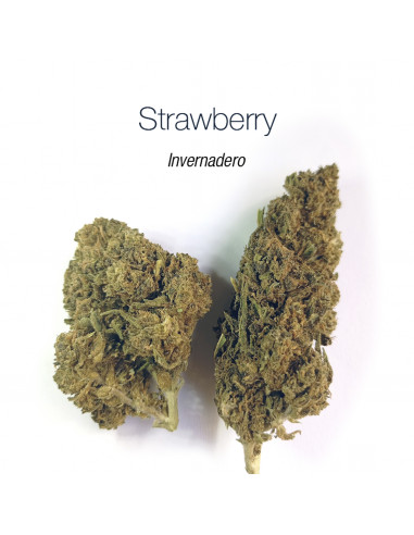 Strawberry - cogollo CBD