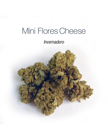 Mini Flores CHEESE O.G. - cogollo CBD