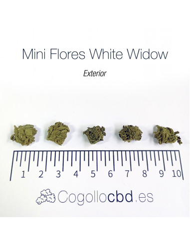 Mini Flores WHITE WIDOW - Exterior
