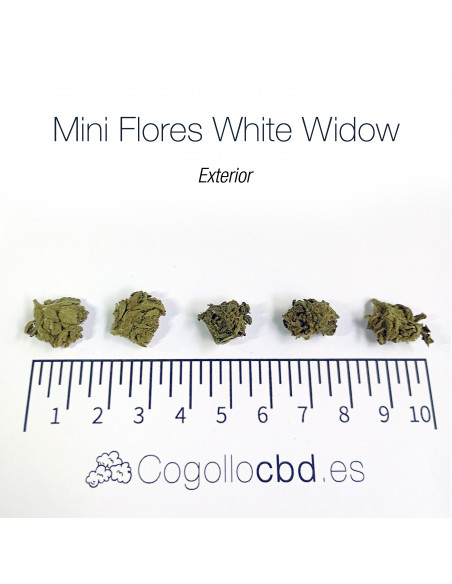 Mini Flores WHITE WIDOW - Exterior