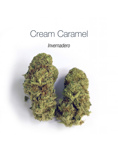 Cream Caramel - cogollo CBD