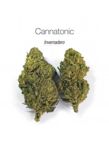 Cannatonic - cogollo CBD