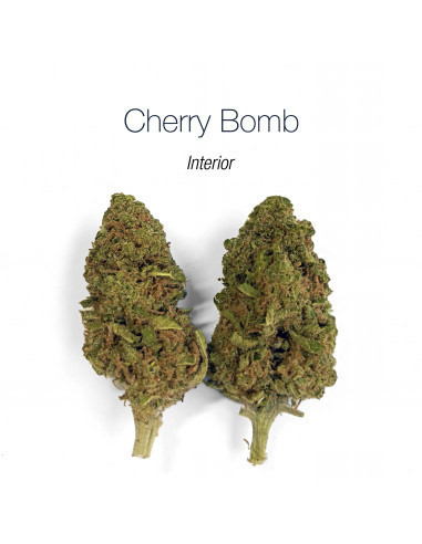 Cherry Bomb Interior - cogollo CBD