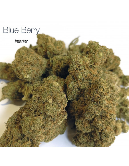 BLUEBERRY 5.24% CBD - Interior