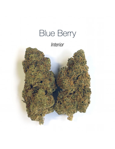 Blueberry Interior - cogollo CBD