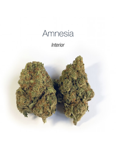 Amnesia Haze Interior - cogollo CBD