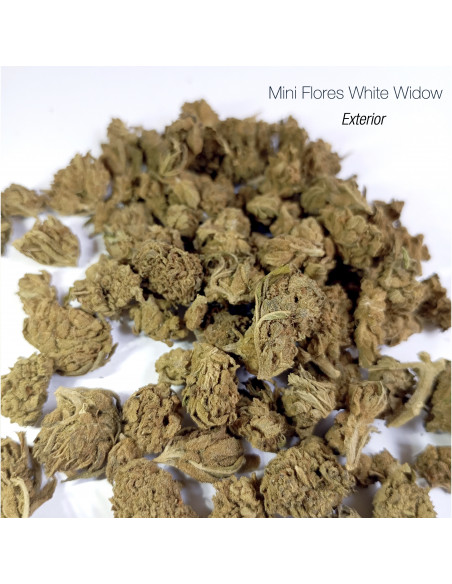 Mini Flores WHITE WIDOW - Exterior