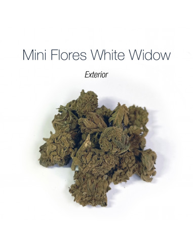 Mini Flores WHITE WIDOW - cogollo CBD