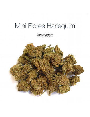 Mini Flores HARLEQUIM - cogollo CBD