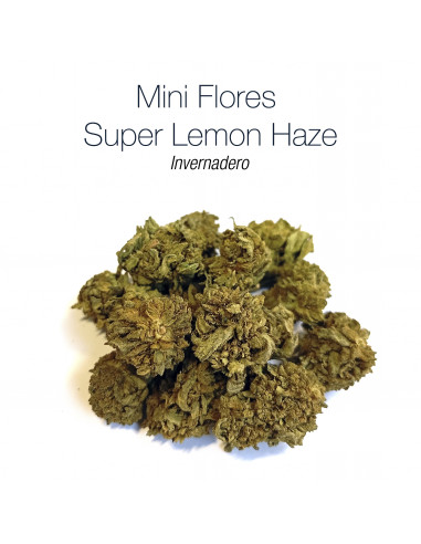 Mini Flores SUPER LEMON HAZE - cogollo CBD