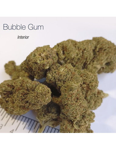 BUBBLE GUM 17.54% CBD - Interior