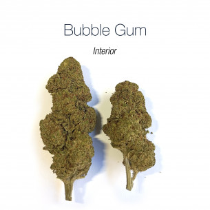 BUBBLE GUM 17.54% CBD - Interior