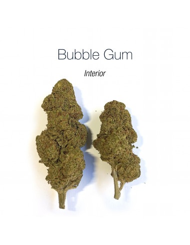 BUBBLE GUM 17.54% CBD - Interior