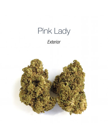 Pink Lady - cogollo CBD