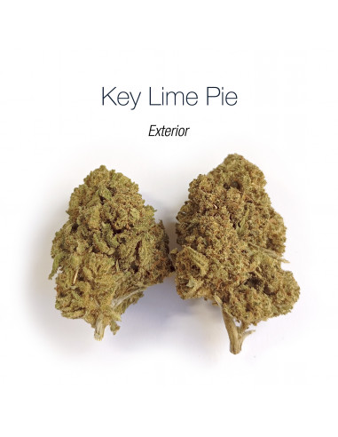 Key Lime Pie - cogollo CBD