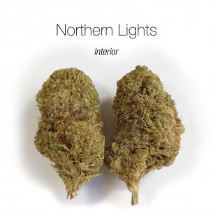 NORTHERN LIGHTS 12.91% CBD - Interior