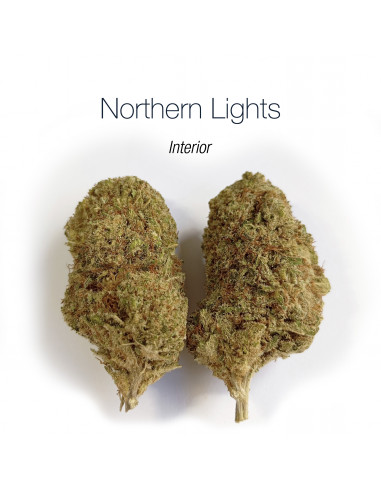 Northern Lights Interior - cogollo CBD