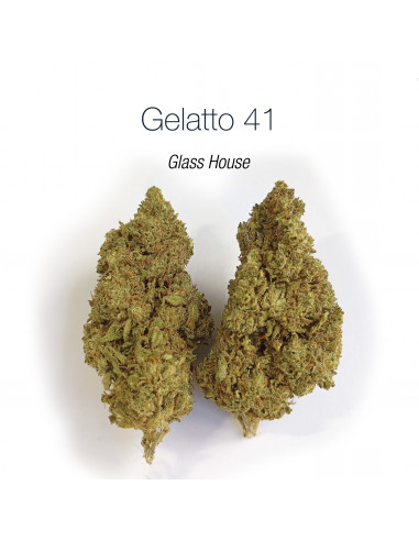 GELATTO 41 - Glass House
