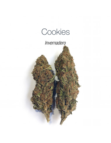 GIRL SCOUT COOKIES - Invernadero
