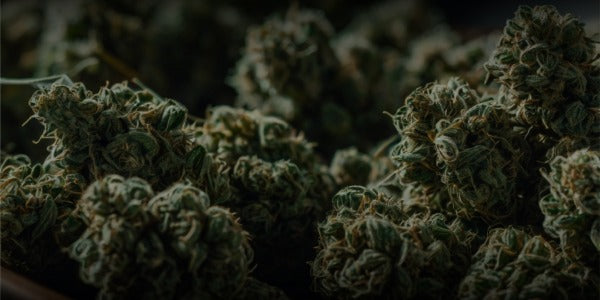 CBD vs THC: Conoce las dos caras del Cannabis