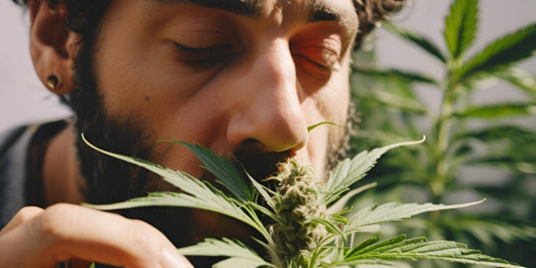 Entendiendo los Terpenos en el Cannabis: La Guía Completa