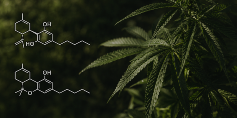 CBD vs THC: Conoce las dos caras del Cannabis