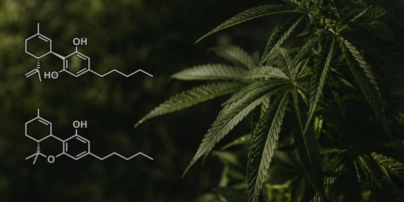 CBD vs THC: Conoce las dos caras del Cannabis
