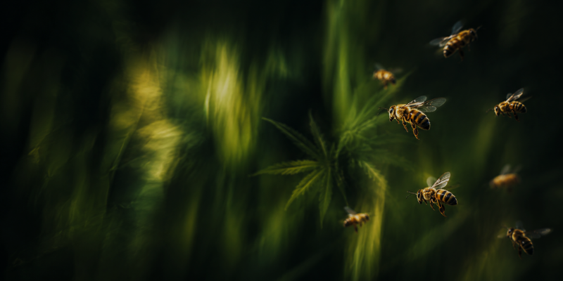 El Cannabis y las Abejas: Una Alianza para la Biodiversidad