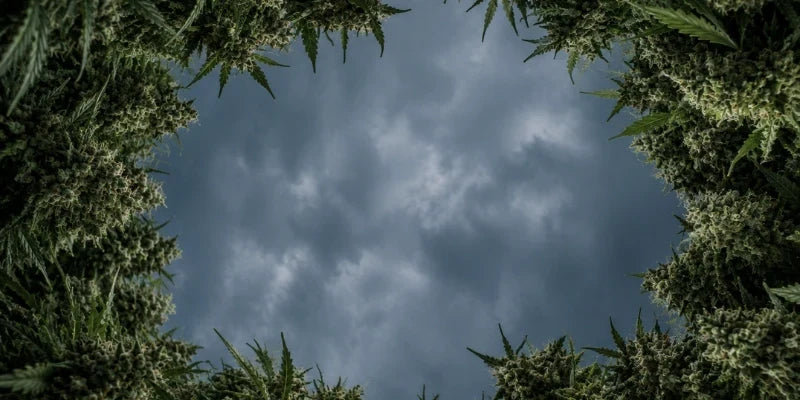 Flores de CBD potentes: cuáles elegir y por qué (2026)
