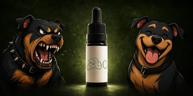 Guía de uso del CBD para perros y gatos