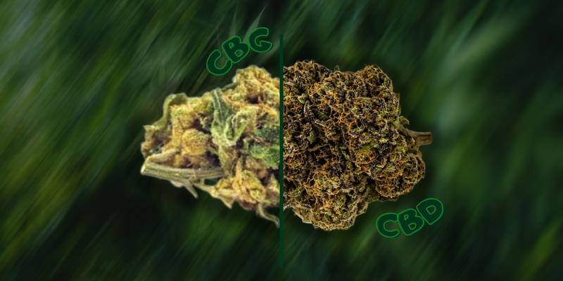 Guía para principiantes: la diferencia entre CBD y CBG