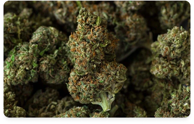 Flores de CBD