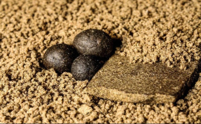 Hash