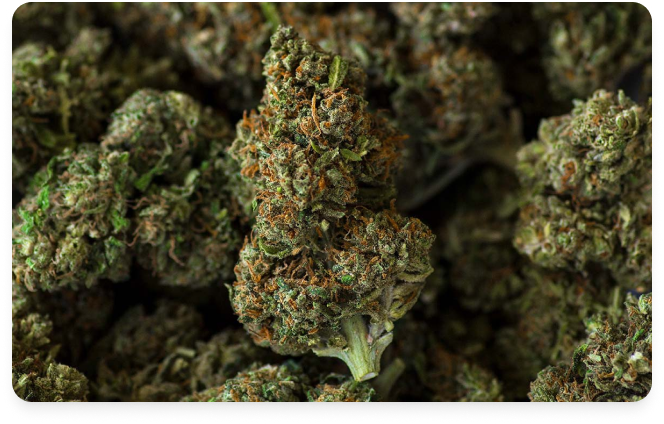 Flores de CBD Premium