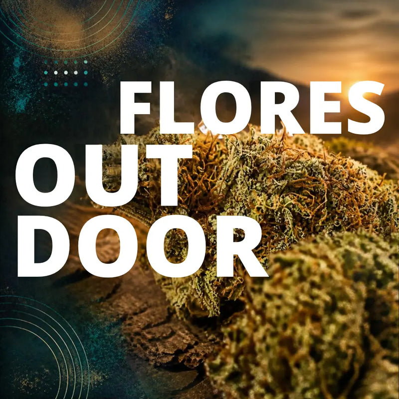 Flores CBD Outdoor