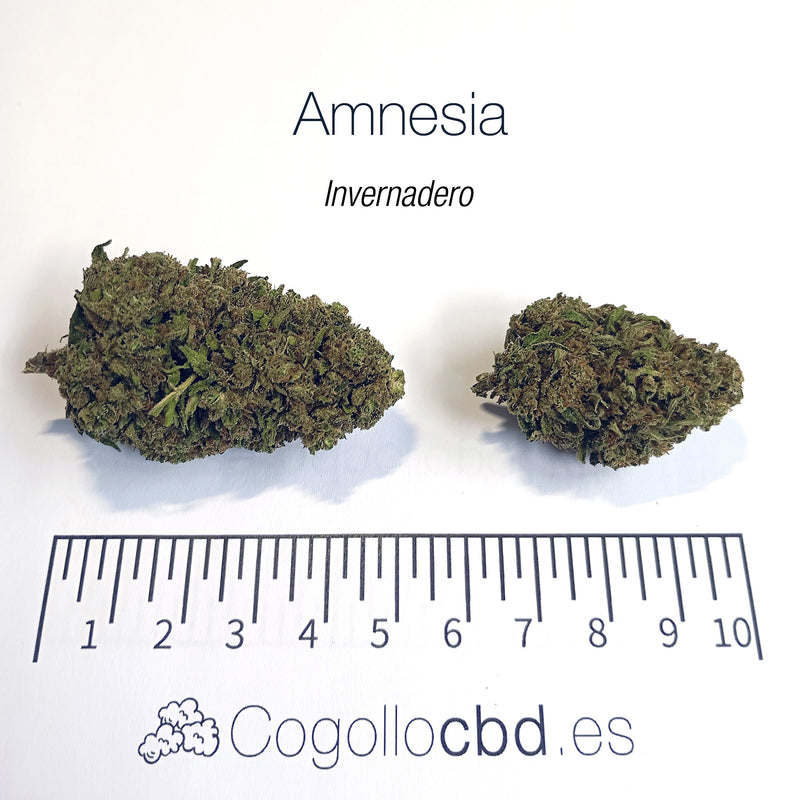 AMNESIA HAZE 5.43% CBD - Invernadero