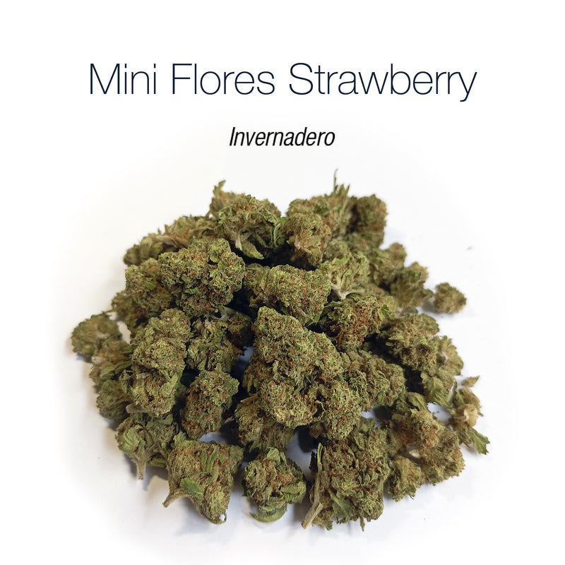 Mini Flores STRAWBERRY - Invernadero