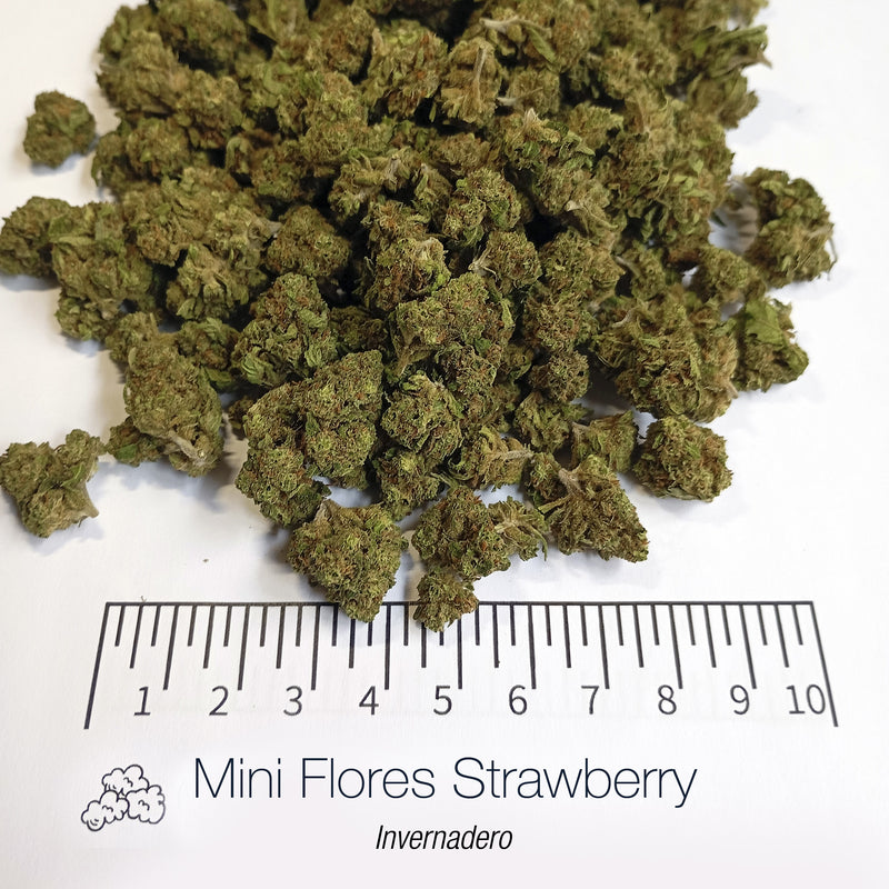 Mini Flores STRAWBERRY - Invernadero