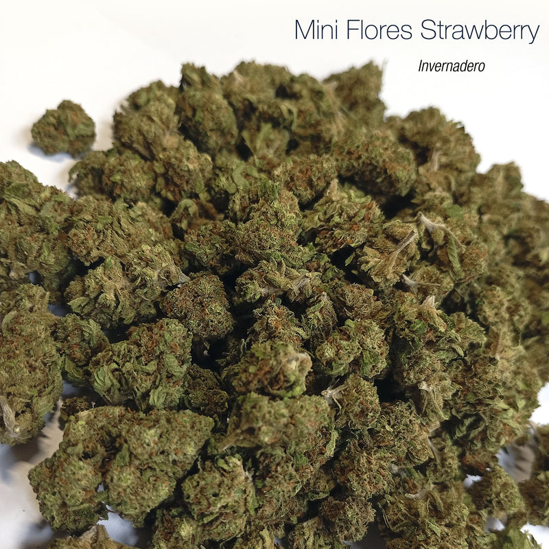 Mini Flores STRAWBERRY - Invernadero
