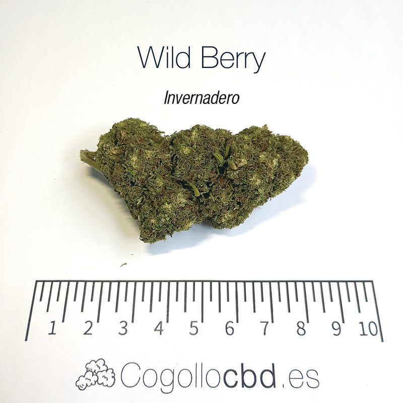 WILD BERRY 7.25% CBD - Invernadero