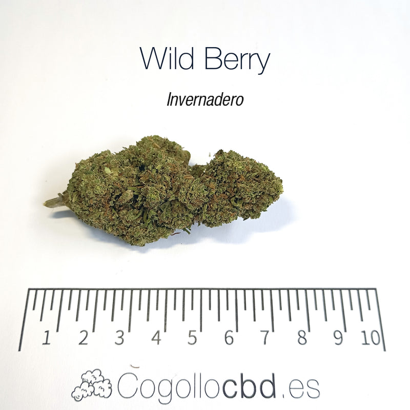 WILD BERRY 7.25% CBD - Invernadero